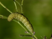 Hecatera bicolorata (Hasenlatticheule) / CH VS Obergoms, Oberwald, Gonerli 1508 m, 05. 08. 2025
