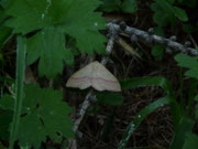 Rhodostrophia vibicaria (Rotbandspanner) / CH VS Niederwald, Läzhauta 1300 m, 17. 06. 2022