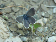 Cupido minimus (Zwergbläuling) CH BE Gündlischwand Hubelwald 931 m, 31. 05. 2014