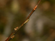 Apatura iris (Grosser Schillerfalter) / CH BE Hasliberg 1110 m, 26. 11. 2020, an einem milden Herbsttag vor dem Überwintern