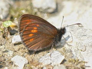 Erebia melampus (Kleiner Mohrenfalter) / CH UR Brunnital 1310 m, 15. 07. 2013