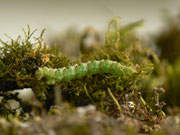 Entephria infidaria (Winkelzahl-Gebirgs-Blattspanner) / CH BE Hasliberg 1240 m, 12. 04. 2014