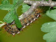 Euproctis chrysorrhoea (Dunkler Goldafter) / CH TI Biasca-Loderio, Ganne di Mornatt 600 m, auf Crataegus monogyna