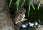 Eulithis prunata