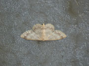 Idaea biselata (Breitgesäumter Zwergspanner) / CH BE Hasliberg 1240 m, 10. 08. 2015