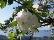 Malus domestica (Apfelbaum) /ROSACEAE