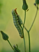 Hecatera bicolorata (Hasenlatticheule) / CH BE Hasliberg 1050 m, 14. 07. 2023