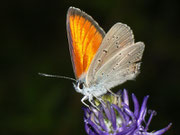 Lycaena hippothoe eurydame (Kleiner Ampferfeuerfalter, Männchen) / CH TI Gresso Monte 1426 m, 30. 05. 2011