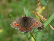 Erebia ligea (Weissbindiger Mohrenfalter, Weibchen) / CH BE Hasliberg 1240m, 27. 07. 2014