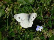 Pieris mannii (Weibchen beim Ausruhen nach der Eiablage) / CH BE Hasliberg 1050 m, 20. 04. 2015