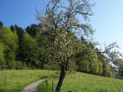 Malus domestica (Apfelbaum) /ROSACEAE