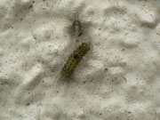 Nudaria mundana (Blankflügel-Flechtenbärchen, Raupe frisch gehäutet) / CH BE Hasliberg 1050 m,  30. 05. 2015