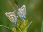 Polyommatus icarus (Hauhechelbläuling, Paarung) / CH OW Giswil Usser Allmend 492 m, 20. 05. 2014