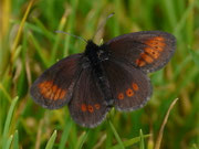 Erebia melampus (Kleiner Mohrenfalter) CH OW Alpnach, Wängen 1971 m, 04. 07. 2017