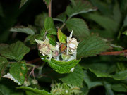 Rubus idaeus (Himbeere) / Rosaceae