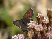 Lycaena helle (Blauschillernder Feuerfalter) / CH VD Pays d'Enhaut, Château d'Oex, Les Trois Fénils 1322 m, 14. 04. 2014