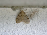 Nudaria mundana (Blankflügel-Flechtenbärchen mit leerer Puppenhülle) CH BE Hasliberg 1050 m, 05. 07. 2010