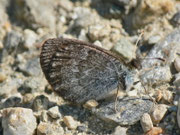 Erebia tyndarus (Schillernder Mohrenfalter / CH VS Bellwald Flesche 2064 m, 15. 08. 2013