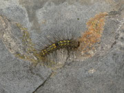 Nudaria mundana (Blankflügel-Flechtenbärchen, Raupe beim Fressen an Flechte) / CH BE Hasliberg 1050 m,  28. 05. 2020
