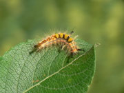Orgyia antiqua (Schlehen-Bürstenspinner) / CH BE Hasliberg 1060 m, 15. 06. 2018 (zufälliger Raupeneintrag, Zucht)
