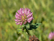 Trifolium pratense (Wiesenklee) / Fabaceae