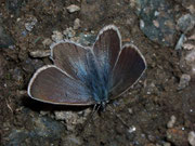 Plebejus optilete (Moor-Heidelbeer-Bläuling, Weibchen) / Italien Aostatal Pila Lago Chamole ca 2200 m, 3l. 07. 2007