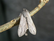 Cucullia lucifuga (Kräutermönch)