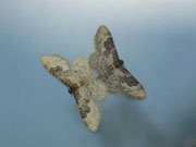 Idaea rusticata (Südlicher Zwergspanner) / CH BE Hasliberg 1050 m, 07. 08. 2025
