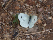 Pieris rapae (Kleiner Kohlweissling, Weibchen) / Spanien Kan. Inseln Tenerife Puerto de la Cruz 50 m, 25. 05. 2009