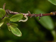 Eupithecia distinctaria (Thymian-Blütenspanner) / CH BE Hasliberg 1240 m, 09. 07. 2016