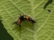 Orgyia antiqua (Schlehen-Bürstenspinner) / CH BE Hasliberg 1060 m, 29. 05. 2018 (zufälliger Raupeneintrag, Zucht)