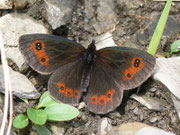 Erebia aethiops (Graubindiger Mohrenfalter, Männchen) / CH VS Montagne de Fecon 1590 m, 07. 08. 2012