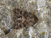 Apamea furva (Trockenrasen-Blättereule)