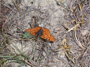 Melitaea didyma (Roter Scheckenfalter, Männchen) / CH VS Brentschen Niwenalp 1580 m, 18. 09. 2009