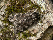 Agrius convolvuli (Windenschwärmer) / CH BE Hasliberg 1240 m, 23. 09. 2020