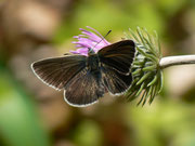 Aricia eumedon (Storchschnabel-Bläuling) /  CH BE Gündlischwand 931 n, 31. 05. 2014