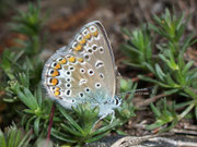 Polyommatus icarus (Hauhechelbläuling, Weibchen) / CH VS Schallberg 1316 m, 25. 05. 2010