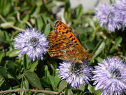 Boloria euphrosyne (Veilchen-Perlmuttfalter) / CH BE Hasliberg 1100 m, 17. 04. 2014