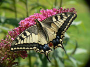 Papilio machaon (Schwalbenschwanz)