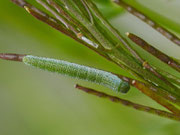 Anthocharis cardamines (Aurorafalter, Raupe im mittleren Stadium) / CH BE Hasliberg 1180 m, 08. 06. 2024 an Arabis ciliata