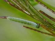 Anthocharis cardamines (Aurorafalter, Raupe im mittleren Stadium) / CH BE Hasliberg 1180 m, 08. 06. 2024 an Arabis ciliata