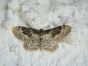 Idaea rusticata (Südlicher Zwergspanner) / CH BE Hasliberg 1050 m, 06. 08. 2011