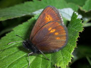Erebia melampus (Kleiner Mohrenfalter) CH VS Zwischbergental 1700 m, 23. 07. 2008