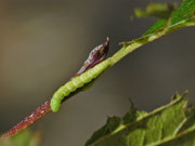 Venusia cambrica / CH BE Reichenbach i.K., Bawald 1581 m an Alnus viridis (Zucht e.l.)