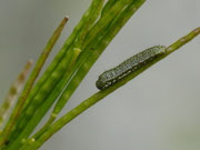 Anthocharis cardamines (Aurorafalter, junge Raupe) / CH BE Hasliberg 1180 m, 08. 06. 2024 an Arabis ciliata