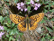 Boloria euphrosyne (Veilchen-Perlmuttfalter, Männchen) / CH VS Turtmanntal 2020 m, 14. 07. 2010