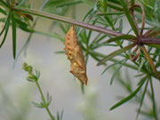 Aglais urticae (Kleiner Fuchs, Puppe) / CH BE Hasliberg 1150 m, 08. 07. 2013