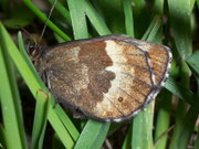 Erebia euryale adyte (Weibchen) / CH VS Zwischbergental 1425 m, 11. 07. 2008