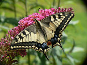 Papilio machaon (Schwalbenschwanz) / PAPILIONIDAE/Papilioninae (Ritterfalter)