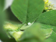 Polyommatus icarus (Hauhechelbläuling, Ei auf Medicago lupulina) CH BE Hasliberg 1050 m, 05. 06. 2014